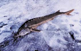 平成6年石狩河口で網に入ったチョウザメの写真