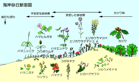 海側から、陸側にかけての植物生息分布を表した画像