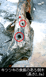 キツツキの食痕のある倒木の写真