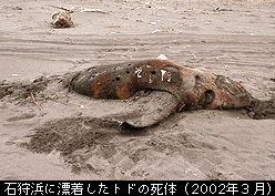 石狩浜に漂着したトド（2002年3月）の写真
