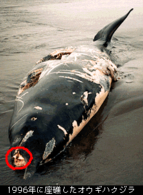 座礁したオウギハクジラ（平成8年）