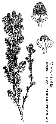 パイナップル草（長田武正1997　原色日本帰化植物図鑑より）の画像