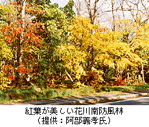 紅葉が美しい花川南防風林（提供　阿部義孝氏）の写真