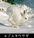 エゾユキウサギの写真
