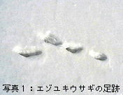 エゾユキウサギの足跡の写真