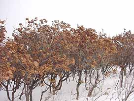 冬のカシワ林（平成14年1月）の写真