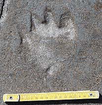 ヒグマの足跡の写真