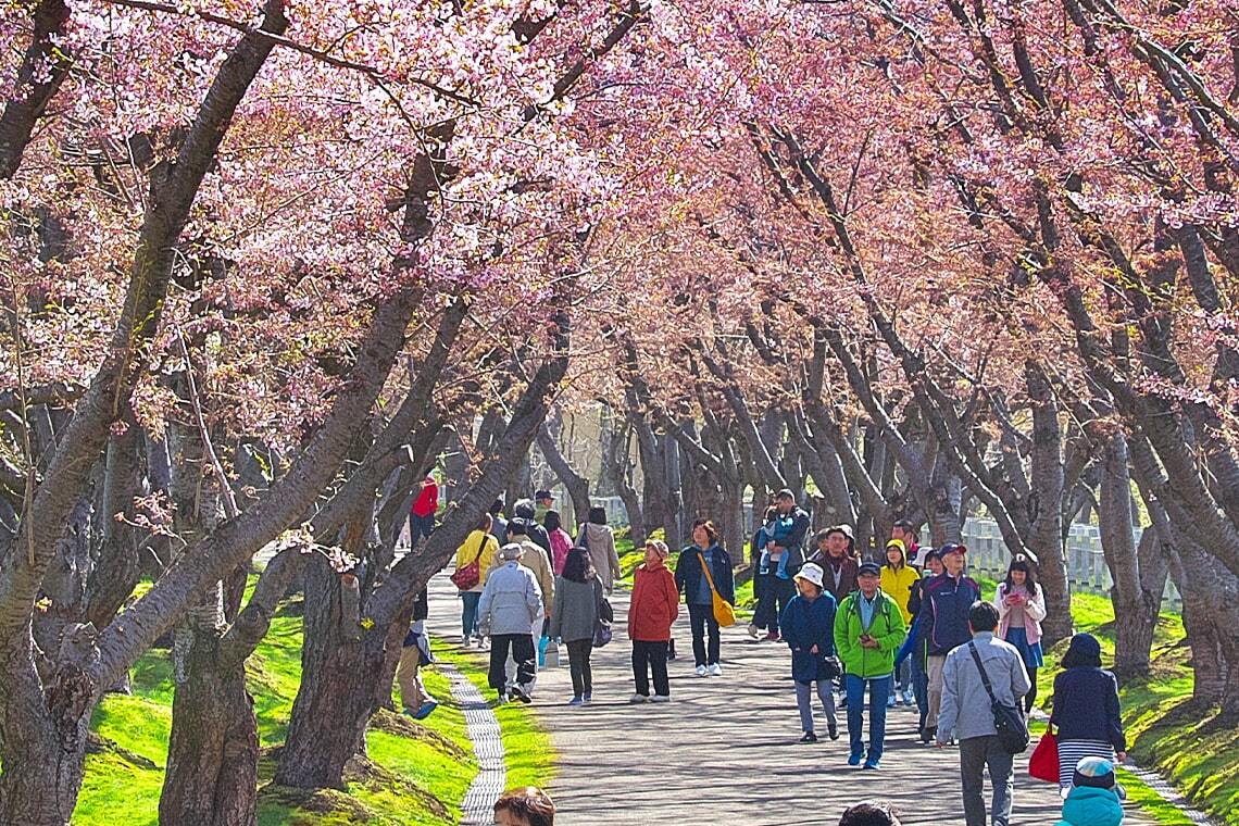 写真:みんなでお花見