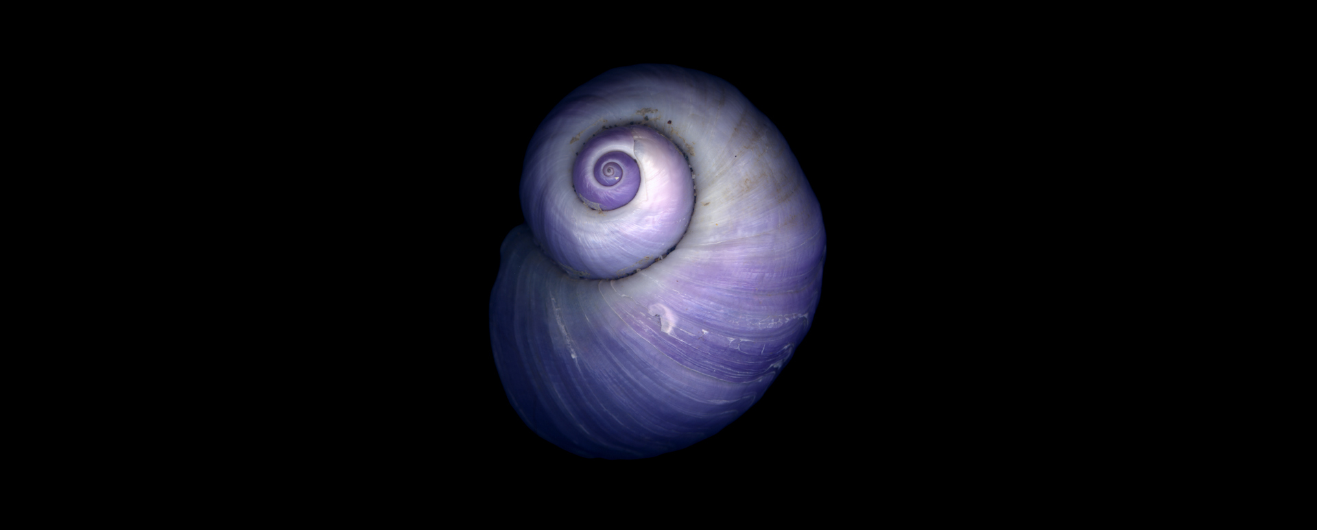 ルリガイ