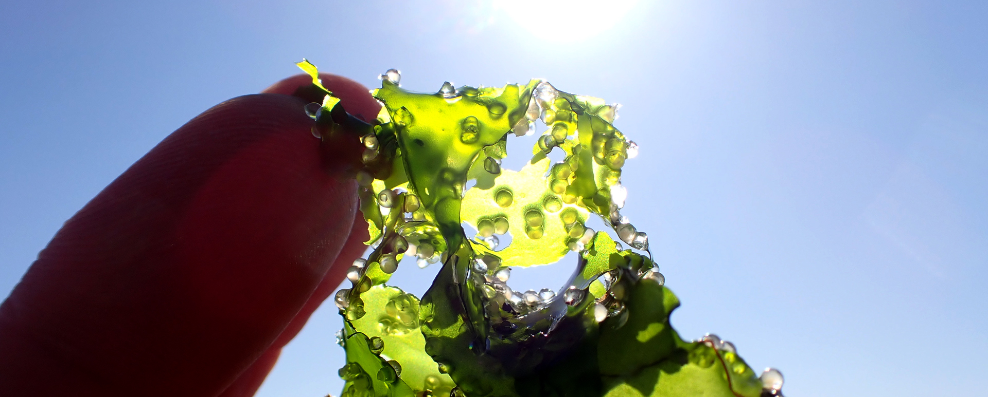 20260311ニシン卵