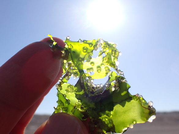 20260311ニシン卵