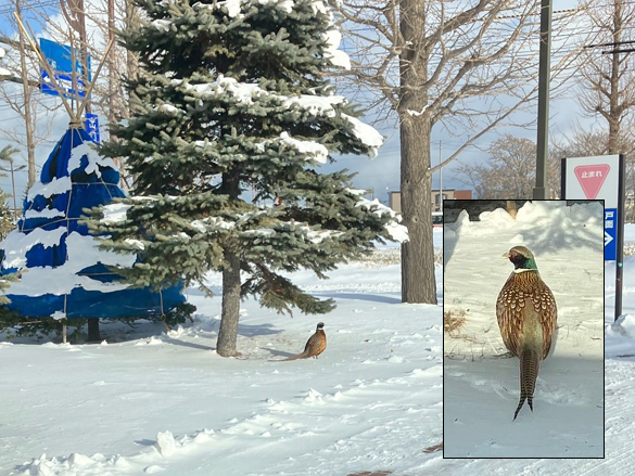 20260105キジ（花川）