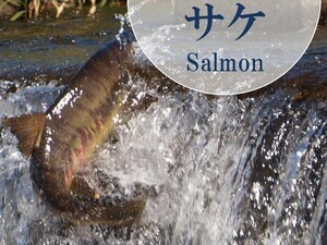 サケ