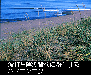 写真：波打ち際の背景に群生するハマニンニク