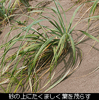 写真：砂の上にたくましく葉を茂らすハマニンニク