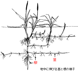 イラスト：ハマニンニクの地中に伸びる茎と根の様子