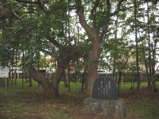 写真：くりの二本木