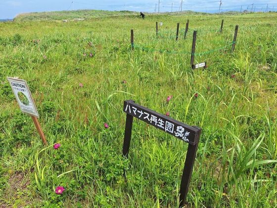 写真：ハマナス花