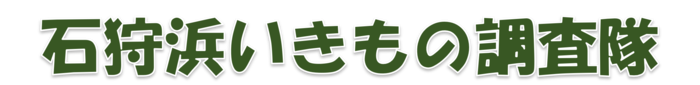 石狩浜いきもの調査隊