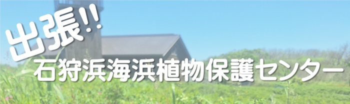 出張‼石狩浜海浜植物保護センター