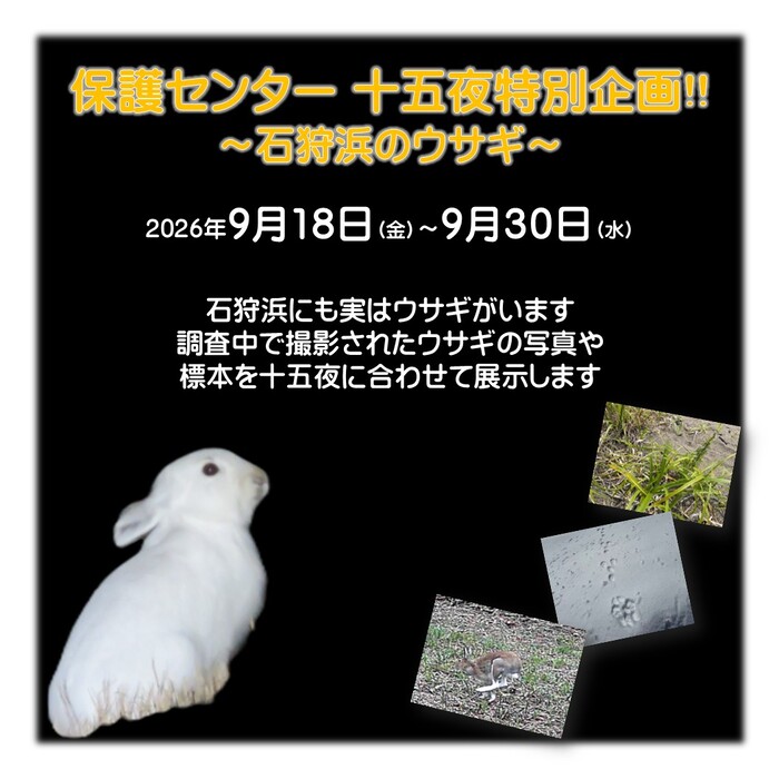 うさぎ