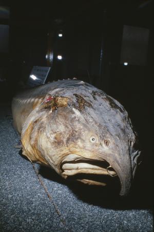 写真:チョウザメ