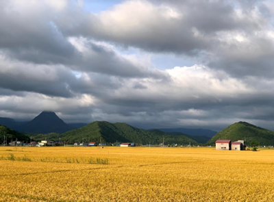 写真：黄金色に光る畑と黄金山