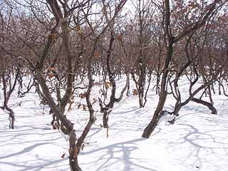 写真：地面が雪に覆われたカシワ林