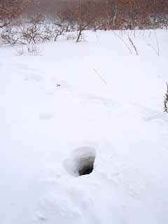 写真：雪原のキタキツネの巣穴