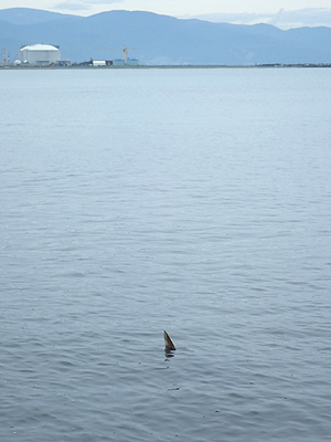 写真：石狩湾新港そばにいる鮭