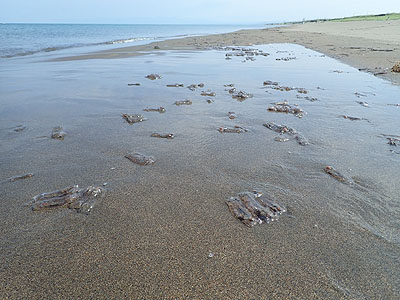 写真：石狩浜に大量に漂着したモモイロサルパ