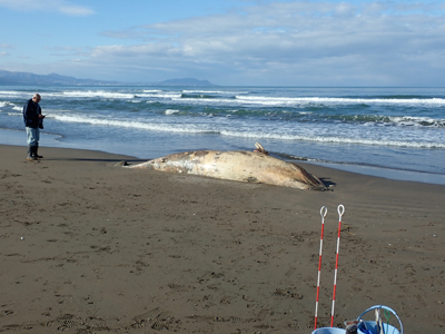 写真：浜に漂着したミンククジラの死骸