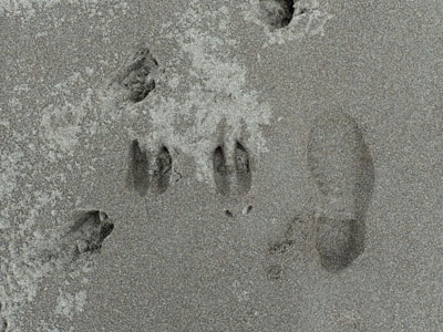 写真：石狩浜海水浴場のシカとヒトの足跡