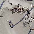 写真：アザラシの白骨死体