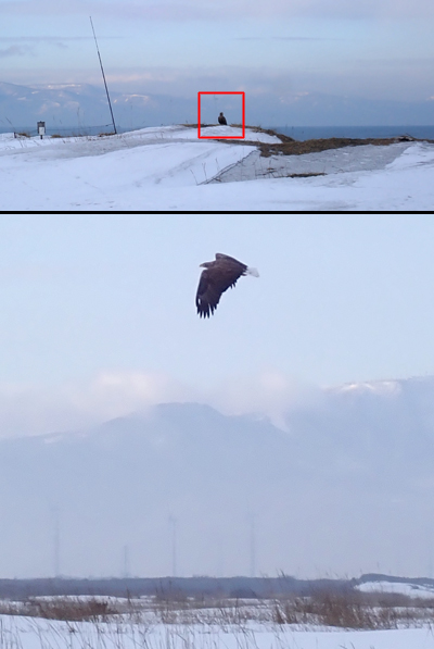 石狩浜に黒い影