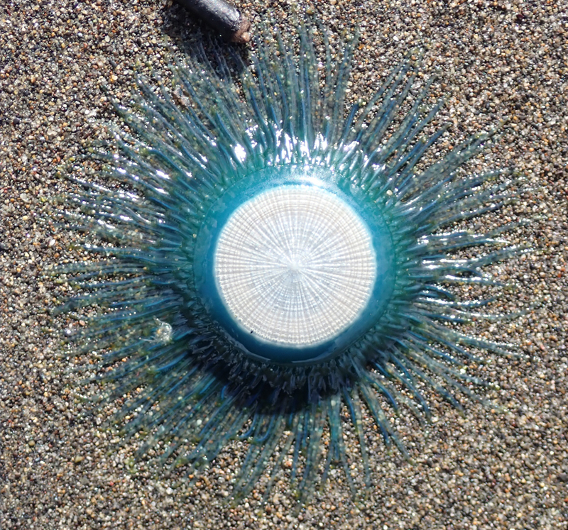 ギンカクラゲ