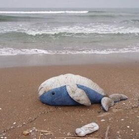 写真：寄りクジラ