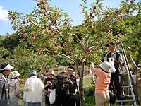 観光客でにぎわう果樹園