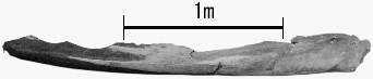 ヒゲクジラ類の下あご右側の骨の写真