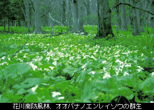 花川南防風林　オオバナノエンレイソウの群生の写真