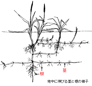 ハマニンニクの地中に伸びる茎と根の様子の画像