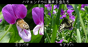 ハマエンドウに集まる虫たち（ミツバチとキアゲハ）の写真