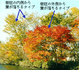 二つの紅葉（落葉）タイプを紹介した写真