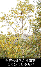 樹冠の外側から落葉していくシラカバの写真