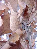 カシワの枯葉の間の冬芽（ふゆめ）の写真