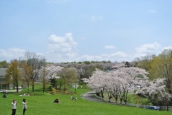 戸田記念墓地公園の桜２