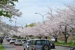 戸田記念墓地公園の桜３