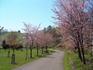 厚田公園の桜です。