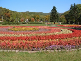 厚田公園キャンプ場です　管理人さん達の努力により、秋でもキレイな花が咲きます