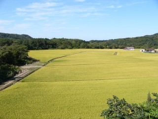 これも水稲です。遠くから見ると、緑色の絨毯ですね